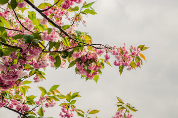 Cherry pink blossom, Japanese cherry, sakura