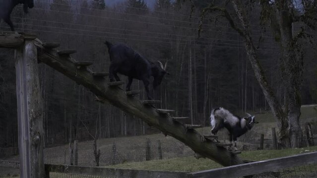 Goats and doeling in Strobl, Austria. 