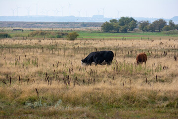 Black cow in a large pasture
