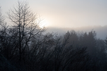 A forest on a frosty foggy morning