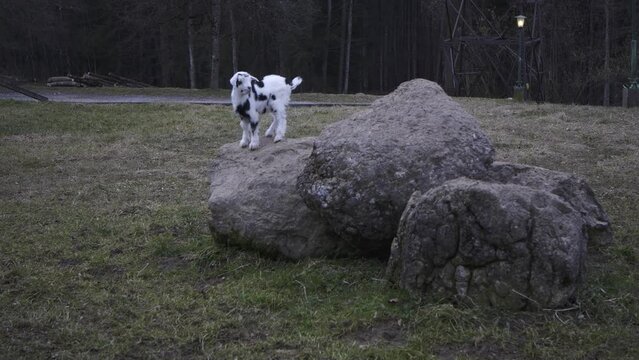 Goats and doeling in Strobl, Austria. 