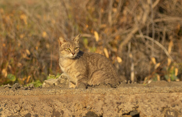 Gato mostrandonos su indiferencia.