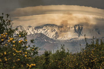 Lemon trees in Sicily and the snowy, smoky Etna volcano