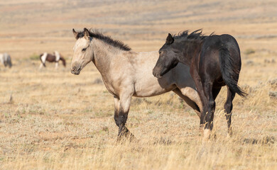 Wild Horses in Autumn in the Wyoming Desert