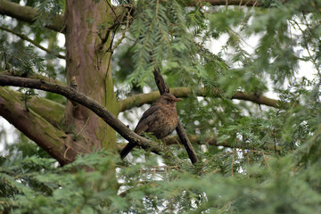 amsel