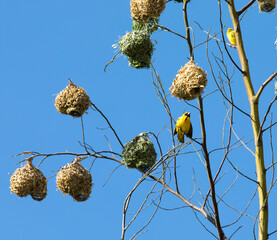 View of tree with village weaver