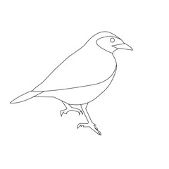 sketch of a bird