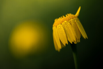 Dewy yellow chamomile, golden daisy, Anthemis Tinctoria is an important herb at dawn.