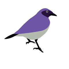 blue bird isolated on white