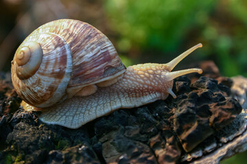 Grape snail (Helix pomatia), a gastropod crawls up a tree trunk