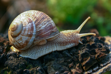Grape snail (Helix pomatia), a gastropod crawls up a tree trunk