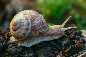 Grape snail (Helix pomatia), a gastropod crawls up a tree trunk