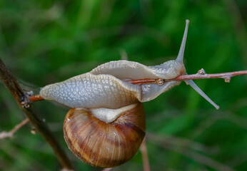 Grape snail (Helix pomatia), a gastropod mollusk crawling on a twig
