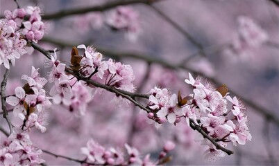 Cherry blossom branch with pink flowers