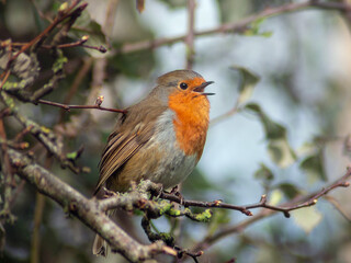 Closeup of a European robin bird  singing on a branch against forest bokeh background in early spring in Ireland