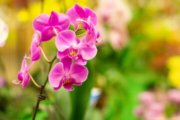 Isolated beautiful magenta pink orchids in bloom with green bokeh background 
