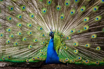 Fotobehang Beautiful male peacock with tail feathers outstretched © Jade Sterling