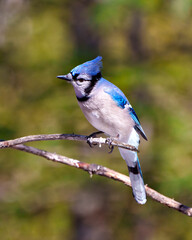 Blue Jay Photo and Image. Close-up side view, perched on a birch tree branch with blur background in its environment and habitat surrounding. Jay Picture.