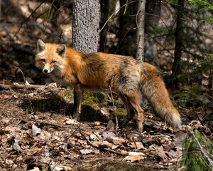 Red Fox Photo Stock. Fox Image. Close-up profile side view in the spring season displaying fox tail, fur, in its environment and habitat with a blur forest background.