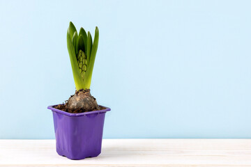 Spring hyacinth flower in a pot with a bud on the table. Home cultivation of primroses. The concept...
