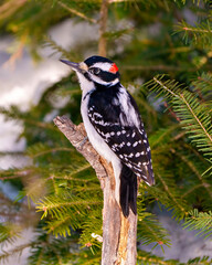 Woodpecker Photo and Image.  Male side view gripping to a branch with coniferous tree in its environment and habitat surrounding.