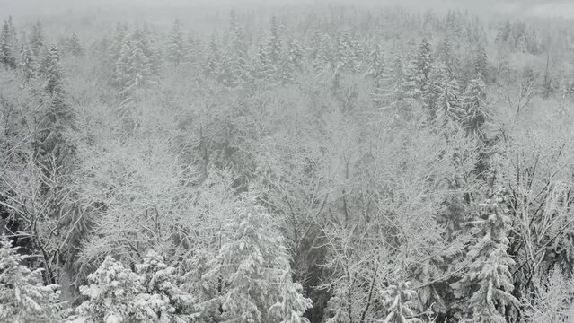 Aerial view of snow trees and revealing river landscape in washington wilderness near Mount Rainier National park during winter season - 4K Drone