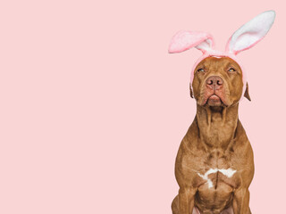 Lovable, pretty puppy and bunny ears. Close-up, studio shot. Day light. Concept of care, education, obedience training, raising pet