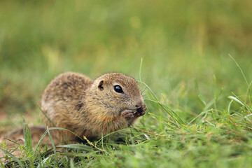 Naklejka na ściany i meble European ground squirrel eating in the grass. Spermophilus citellus Wildlife scene from nature. Ground squirrel on meadow