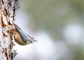 Eurasian nuthatch (Sitta europaea). The bird on the tree looks into the copyspace. Nature gradient backdrop and copyspace. A small bird with blue-gray upperparts and black eye stripe and an open bill.