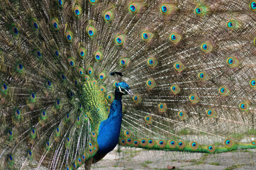 Obraz premium Peacock showing opened tail, enchanting female, large bird with colorful feathers