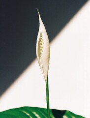 white calla lily