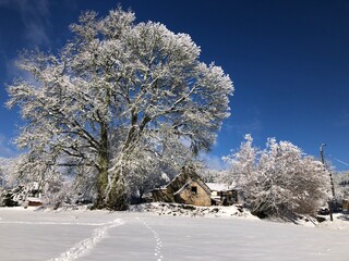 Chêne et four à pain enneigés en Corrèze, France