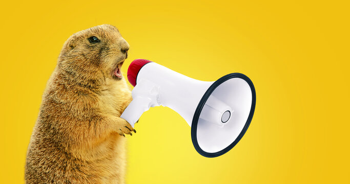 Funny gopher is holding a loudspeaker and screaming. Creative idea, management and business. The concept of advertising and attracting attention
