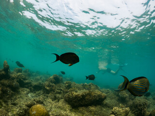 Fototapeta premium corals and tropical fish underwater sea life