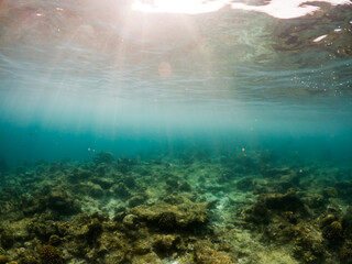 corals and tropical fish underwater sea life