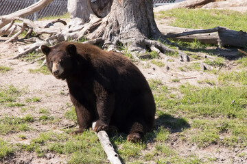 Brown Bear outdoors in the sunshine