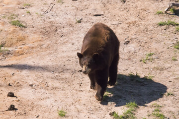 Brown Bear outdoors in the sunshine