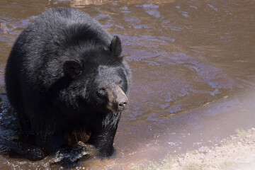 Naklejka na ściany i meble Black Bear swimming in a muddy stream