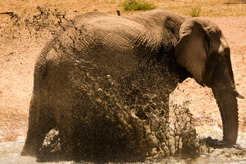 Close-up of elephant bull bathing in natural waterhole with splashing water in warm sunlight, no sky