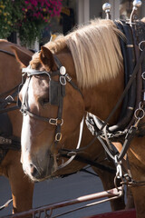 Horses in harness for pulling