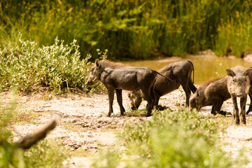 Pack of piglets drinking at muddy natural waterhole, green bushes in backgorund, warm low light, no...