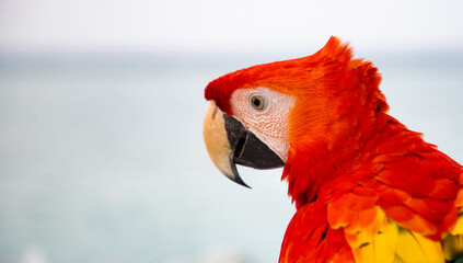parrot / Macaw Close Up portrait