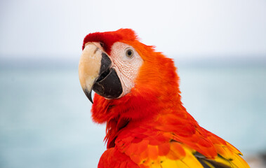 parrot / Macaw Close Up portrait