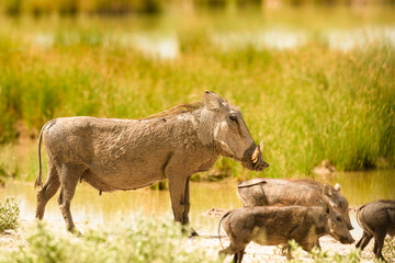 Warthog with piglets standing at waterhole in warm green bush, no sky