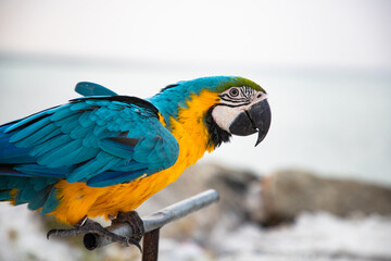 parrot / Macaw Close Up portrait