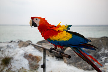 parrot / Macaw Close Up portrait