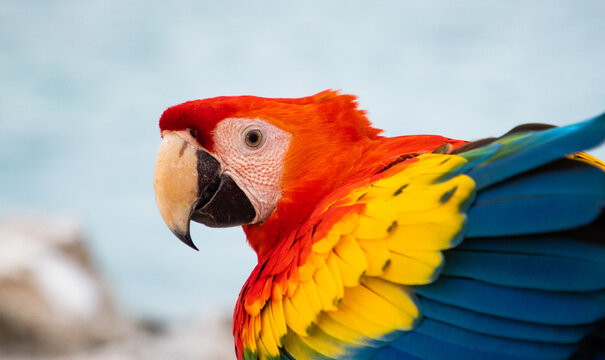 parrot / Macaw Close Up portrait