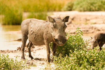 Warthog at natural muddy waterhole facing observer, warm sunlight and green bushes, no sky