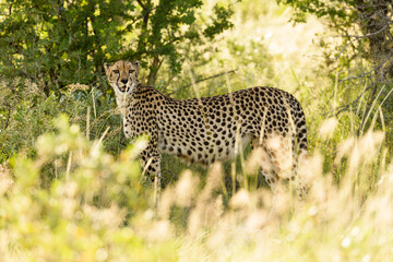 Cheetah in warm light facing observer behind grass, surrounded by natural green bush, no sky