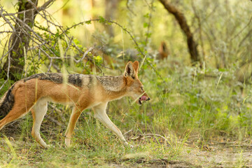 Wildlife observation of black-backed Jackal with licking tounge sprinkling through the bush, no sky